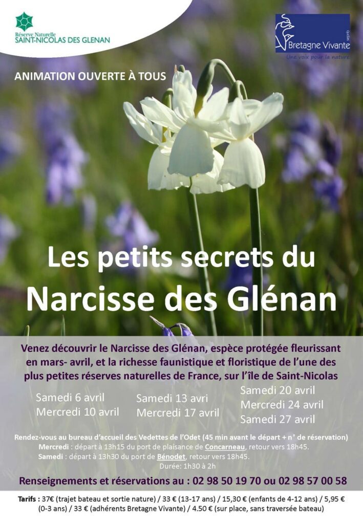 narcisses des glenan