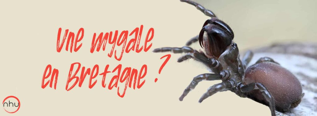 mygale en Bretagne