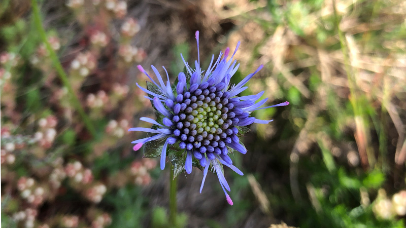 A la découverte des plantes sauvages de la Presqu'île de Crozon, par HCB/ISB Histoire et Culture de Bretagne / Istor ha Sevenadur Breizh