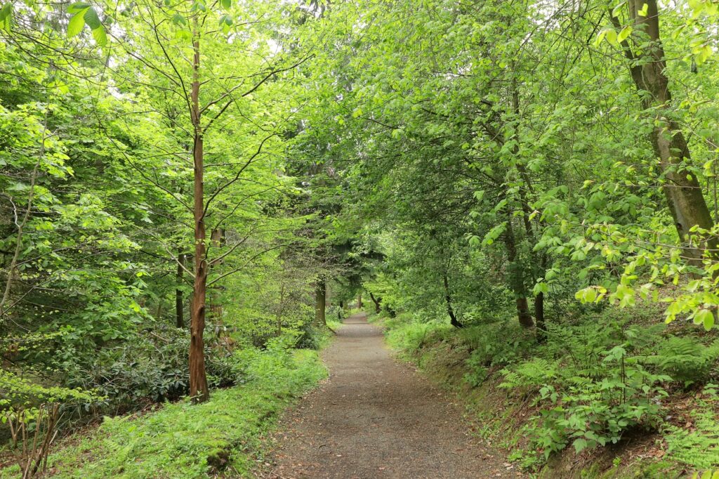 forêts de Bretagne