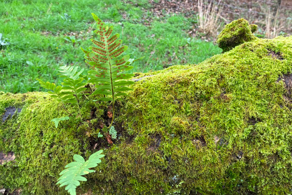 Forêt de Bretagne