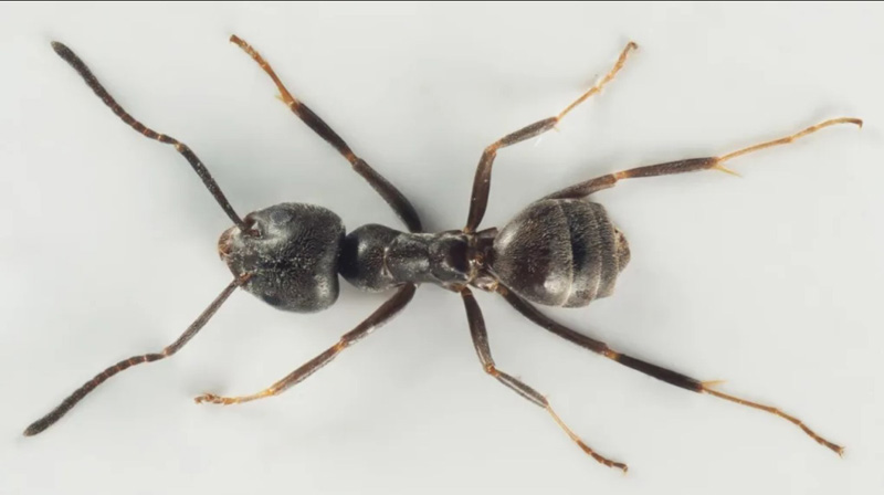 Tapinoma magnum, une fourmi invasive en Bretagne