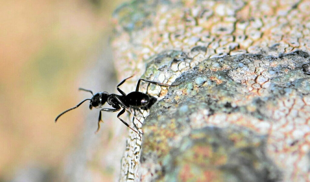 Les fourmis en Bretagne